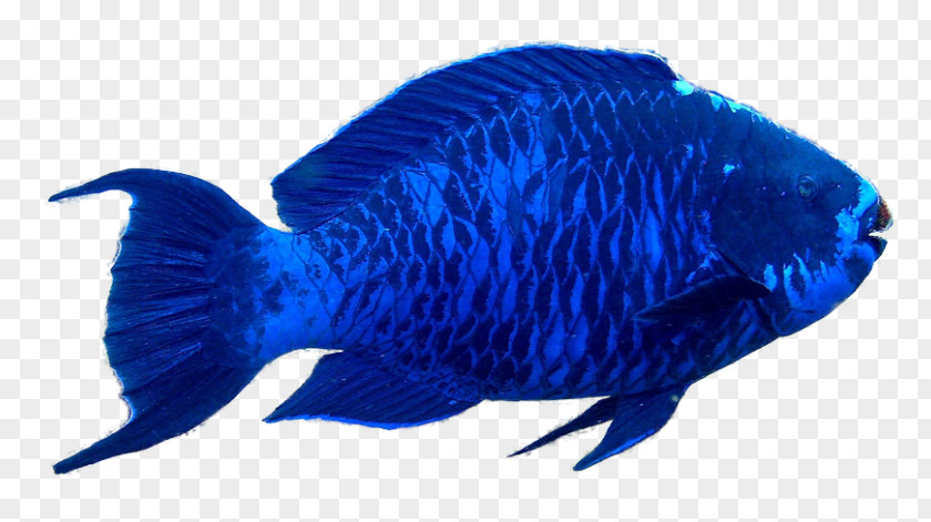 Fish Blue Parrotfish Aquarium Marine Mammal PNG