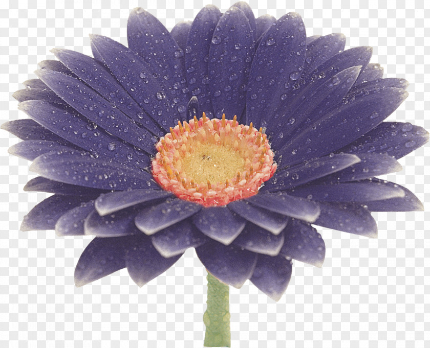 Gerbera Flower Transvaal Daisy Blue Clip Art PNG