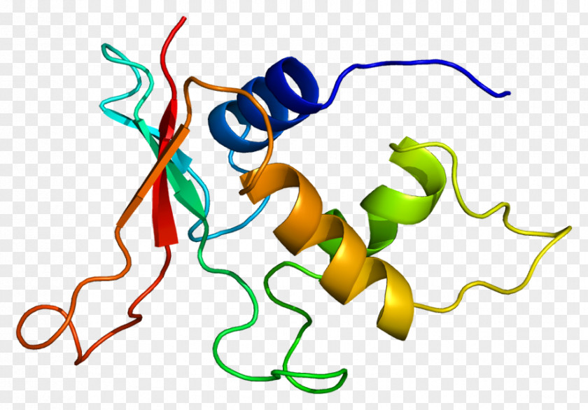 IRF2 Interferon Regulatory Factors IRF7 IRF1 PNG