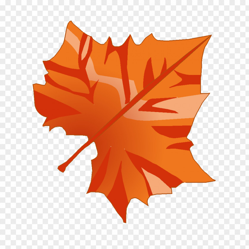 Leaf Maple Technical Drawing PNG