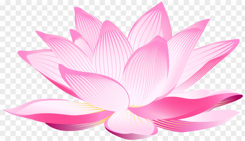 Lotus Flower Clip Art Image Nelumbo Nucifera Pink Petal Wallpaper PNG