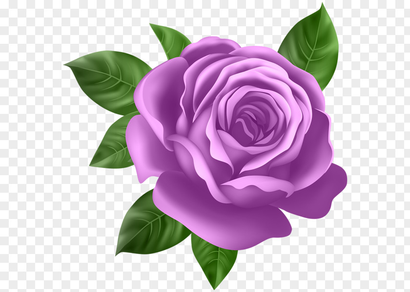 Purple Rose Flower Desktop Wallpaper Clip Art PNG