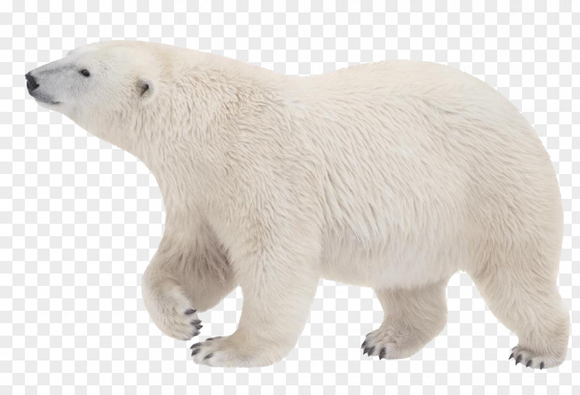 Polar White Bear 761-8043 Handstand PNG