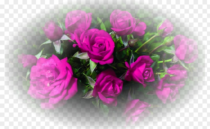 Rose Desktop Wallpaper Cut Flowers PNG