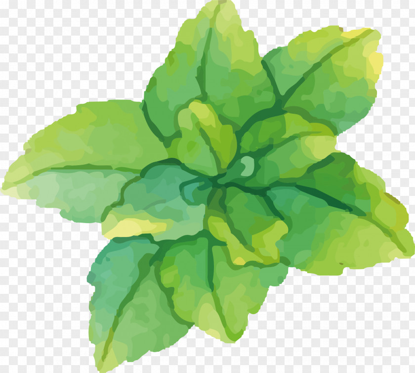 Water Painted Green Mint Vector Watercolor Painting PNG