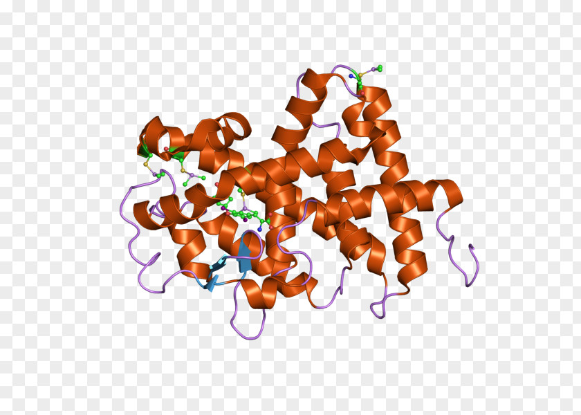 Corticotropinreleasing Hormone Receptor 1 Thyroid Alpha Beta Nuclear PNG