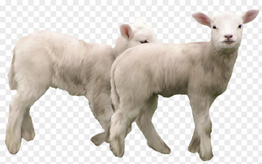 Lambs Clipart Picture Goat Sheep Clip Art PNG