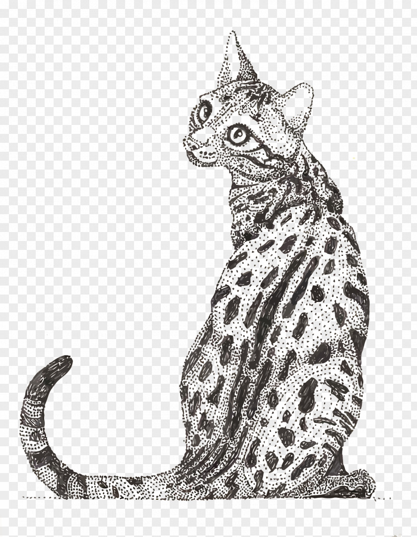 Vector Point Painted Leopard Cat Ocicat Tabby Ocelot Wildcat Whiskers PNG