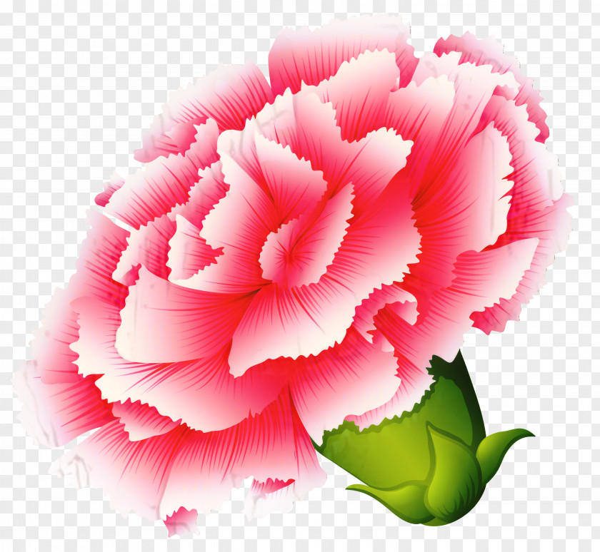 Carnation Cabbage Rose Garden Roses Peony Cut Flowers PNG