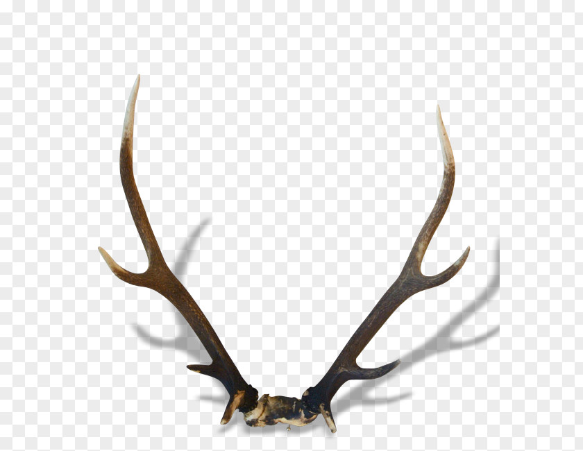 Deer Reindeer Horn Antler Trophy PNG