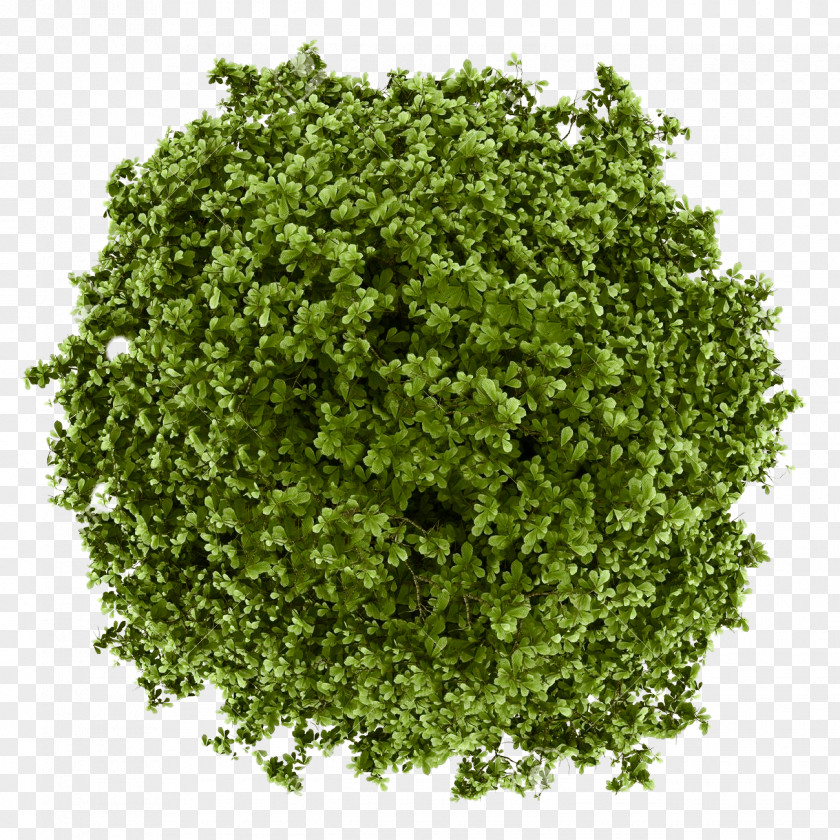 Green Tea Matcha Powder Bubble PNG