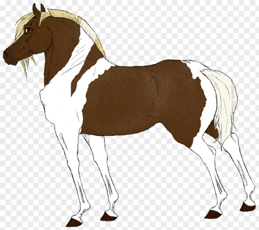 Mustang Foal Mane Stallion Mare PNG