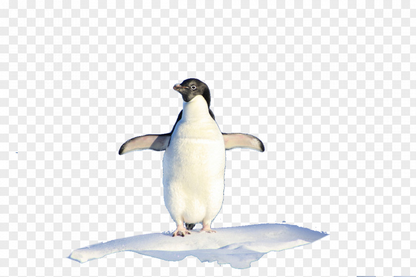 Penguin Standing Alone King IPhone 8 Hello, Penguin! PNG