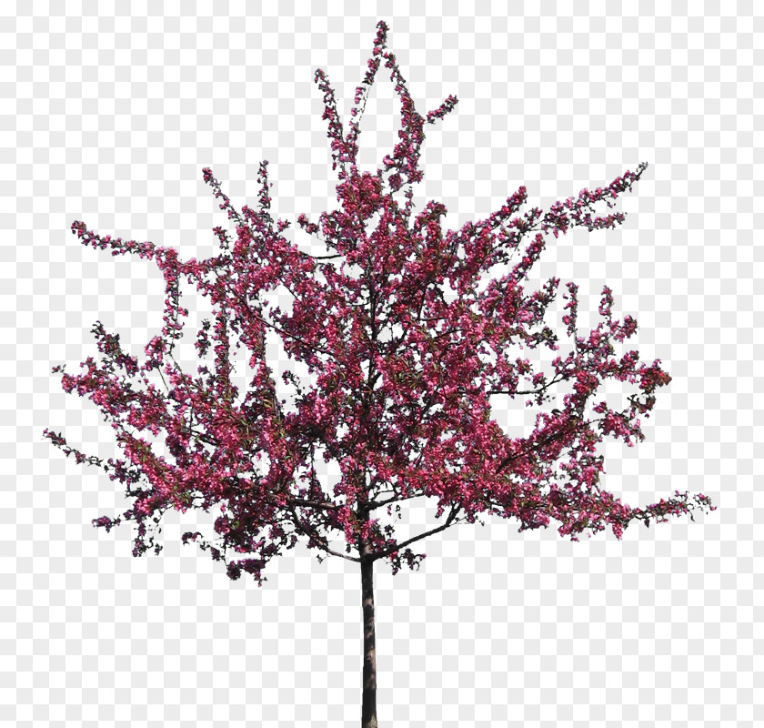 Sakura Tree Silhouette Clip Art PNG