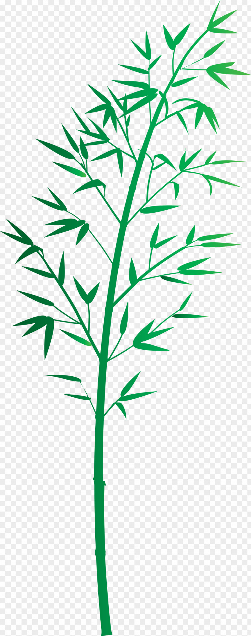 Bamboo Leaf PNG