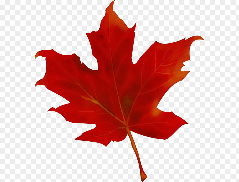 Black Oak New Mexico Maple Red Leaf PNG