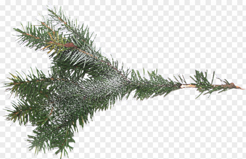 Branch Tree Spruce Clip Art PNG