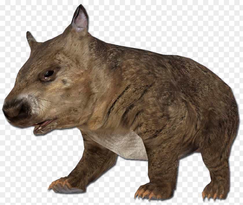 Cartoon Wombat Rodent Animal Southern Hairy-nosed Mouse PNG