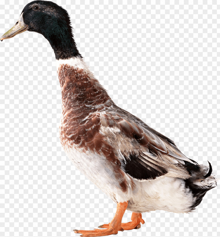 Duck Image User Interface PNG