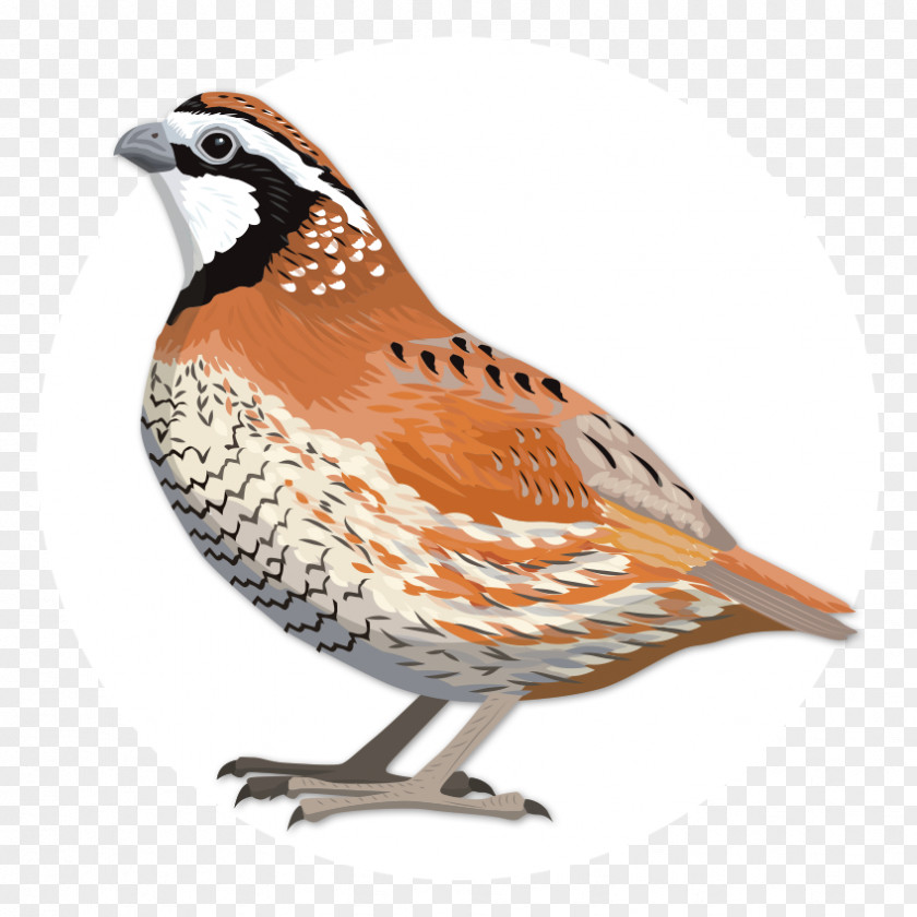 The Feature Of Northern Barbecue Quail Oyster Bay Birdwatching Bobwhite PNG