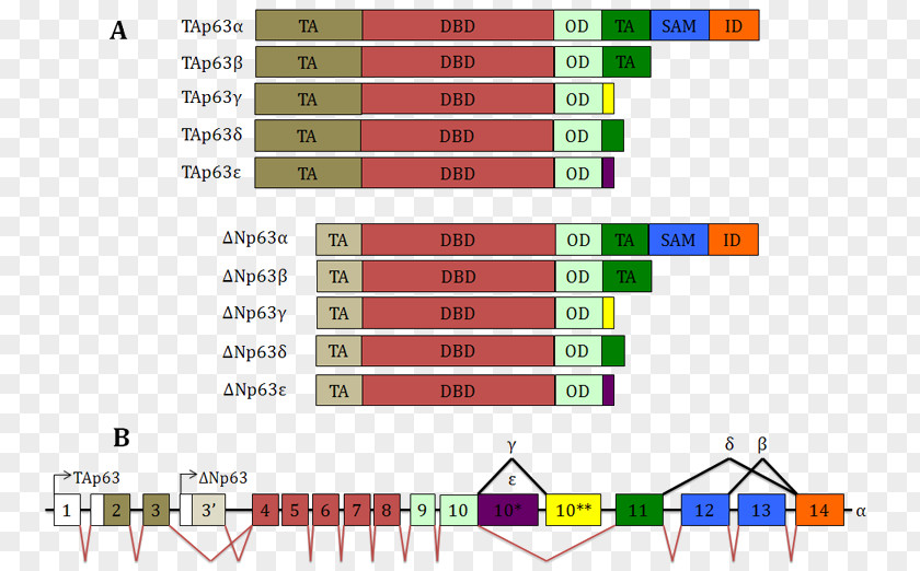 Variant TP63 Gene Alternative Splicing RNA Protein PNG