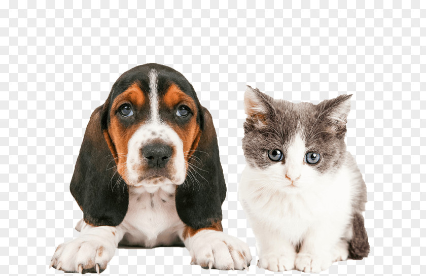 Cat People And Dog Pet Sitting Puppy PNG