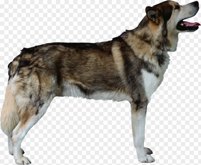 Dog Alaskan Malamute Siberian Husky Kunming Wolfdog Saarloos Breed PNG