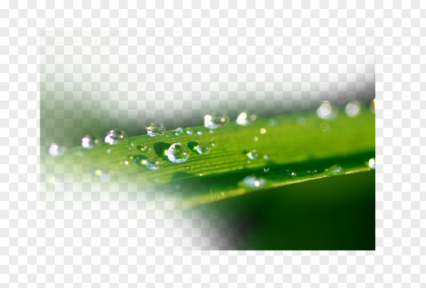 Drops Dew Drop Water Splash PNG