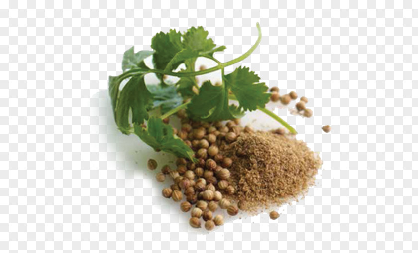 Ingredientes Coriander Vegetarian Cuisine Natural Foods Recipe PNG