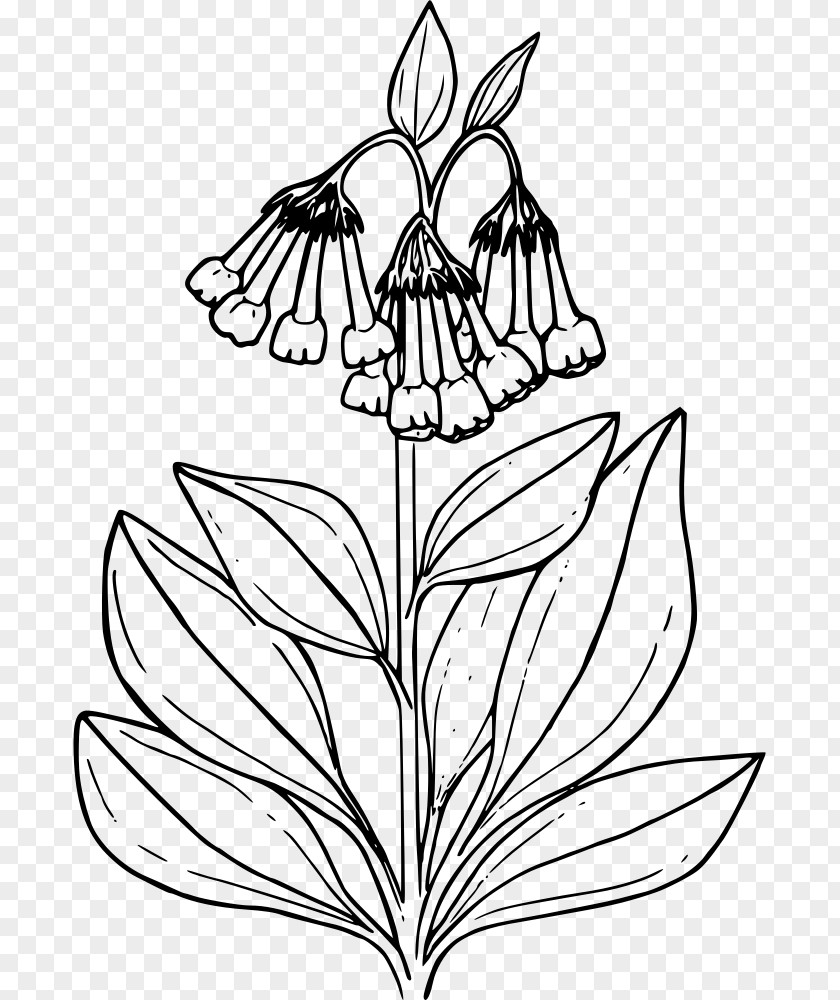 Plant Coloring Book Common Bluebell Drawing Clip Art PNG