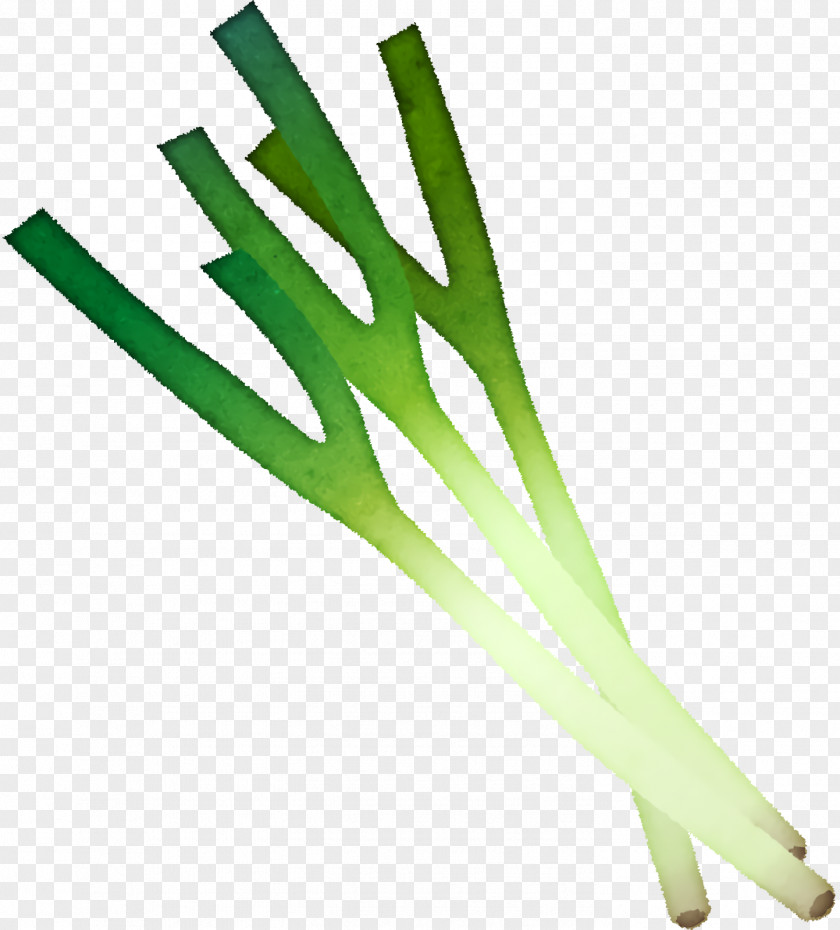 Plant Stem Vegetable Lawn Plants Science PNG