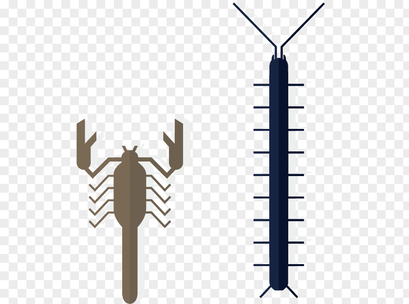 Scorpions And Centipedes Scorpion Drawing Illustration PNG