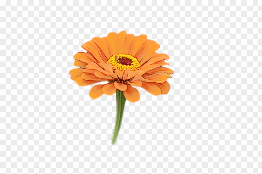 Transvaal Daisy Cut Flowers Petal Pot Marigold Flower PNG
