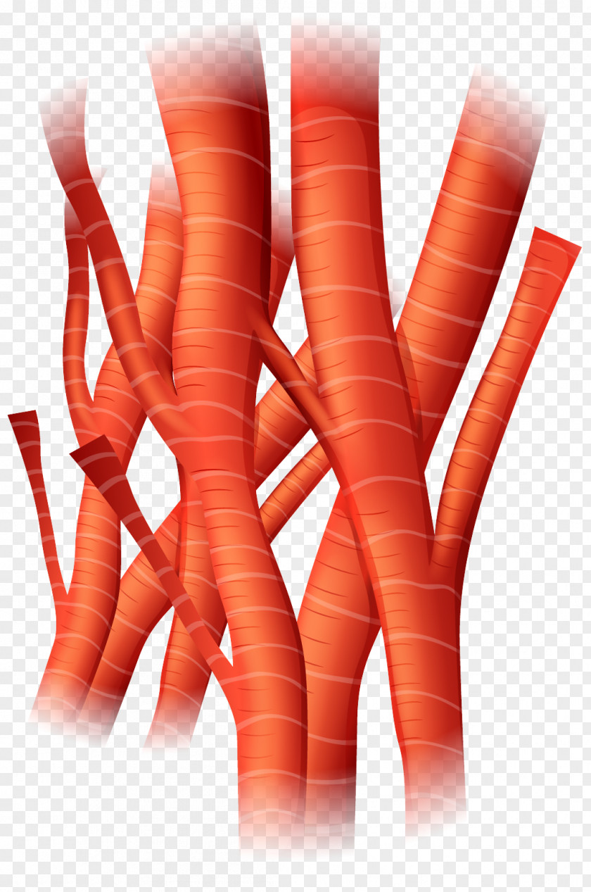 Vector Hand-painted Blood Vessels Vessel Artery Cell Heart PNG