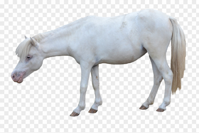 White Horse American Miniature Andalusian Pony Foal Mustang PNG