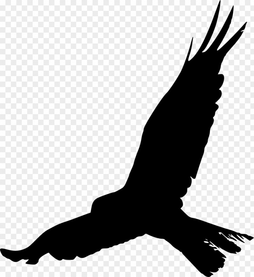 Bird Silhouette Eagle PNG