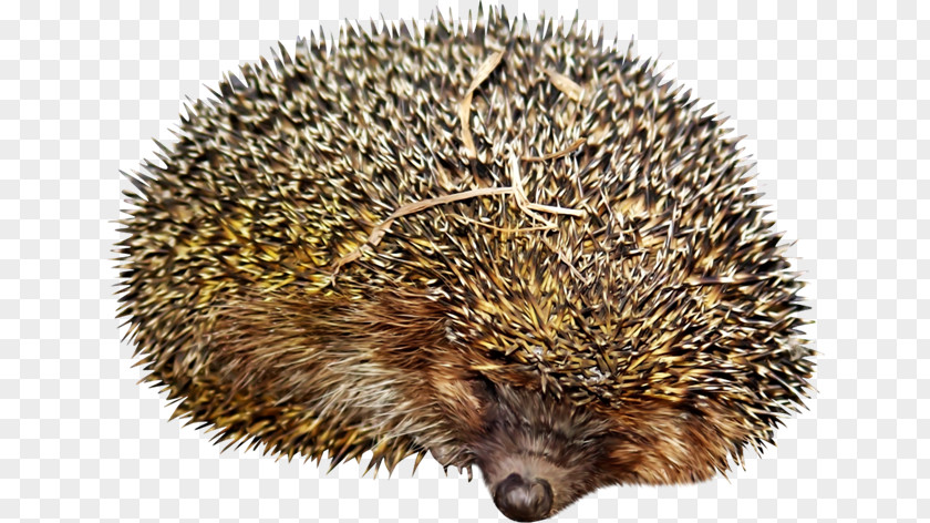 Hedgehog Domesticated Jigsaw Puzzles Echidna Porcupine PNG