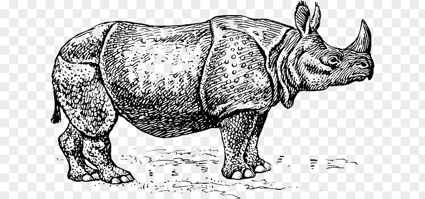 Badak Black Rhinoceros Silhouette Clip Art PNG