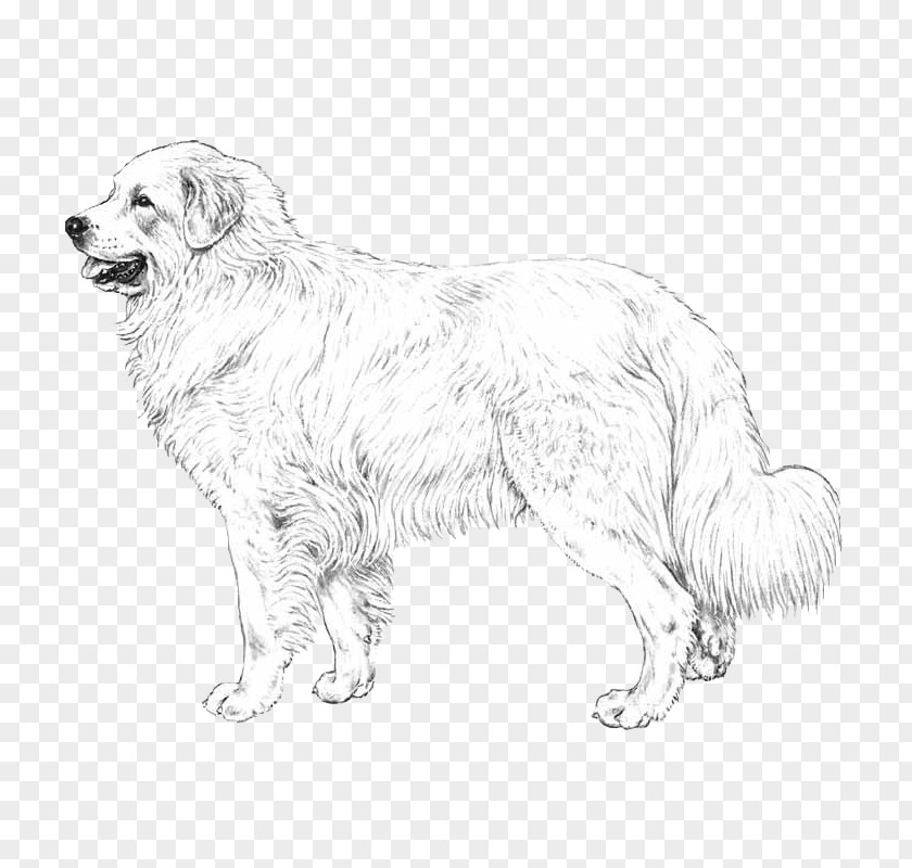 Dog Breed Great Pyrenees Maremma Sheepdog Polish Tatra Slovak Cuvac PNG