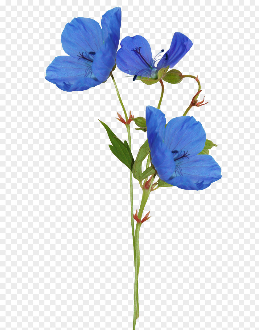 Flower Blue Color Petal PNG