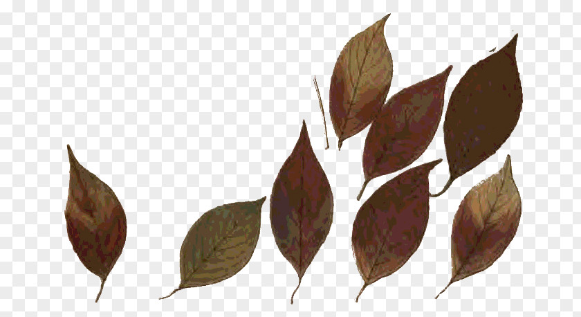 Grupo Twig Autumn Leaf Color Printing PNG