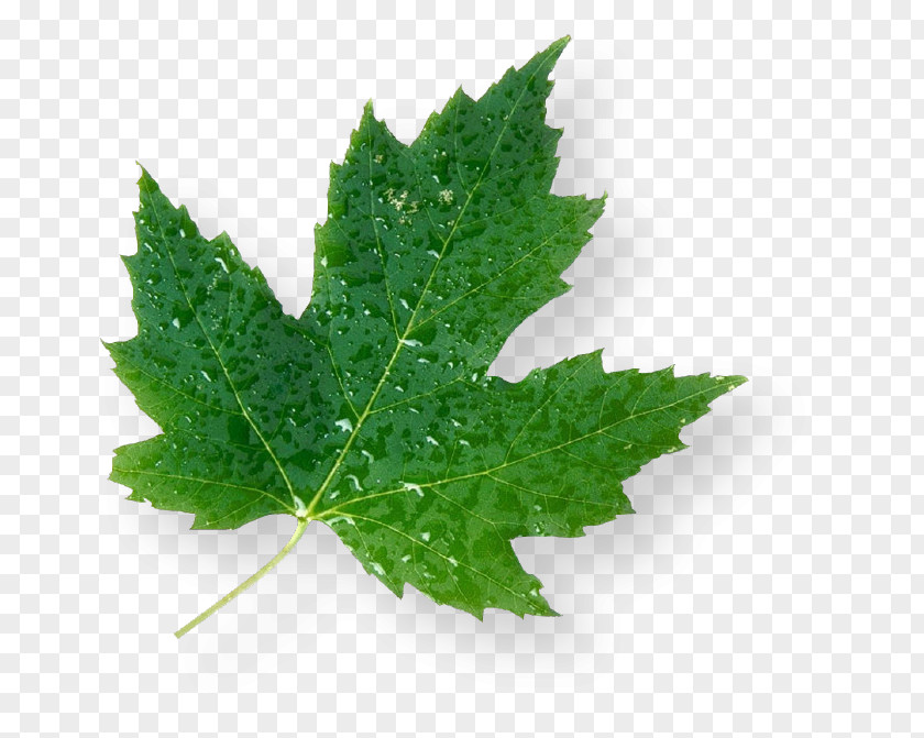 Leaf Maple Green Canada PNG