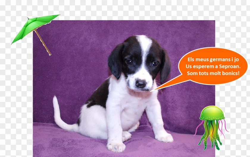 Puppy Drentse Patrijshond English Springer Spaniel Dog Breed Companion PNG