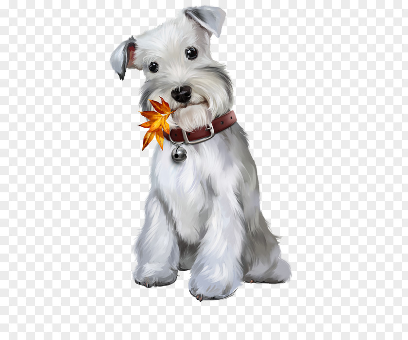 Puppy Miniature Schnauzer Standard Maltese Dog PNG