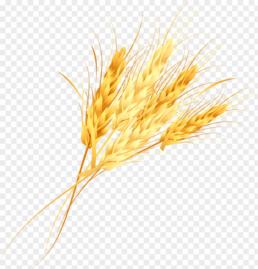 Vector Golden Rice Cereal Germ PNG