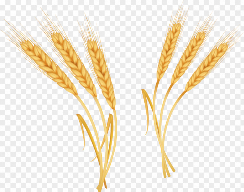 Wheat Material Emmer CorelDRAW Clip Art PNG