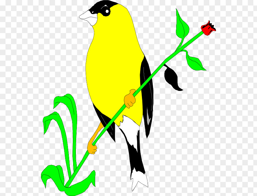 Bird American Goldfinch European Clip Art PNG