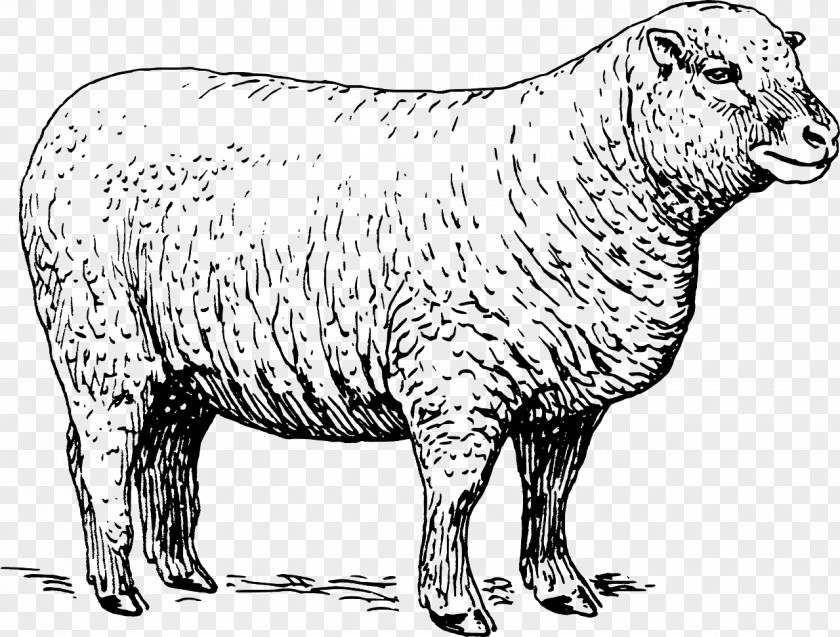Sheep Black Livestock Clip Art PNG