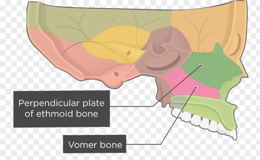Vomer Nasal Concha Sphenoid Bone Lacrimal Ethmoid PNG