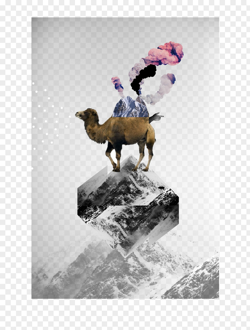 Camel Stock Photography Mammal Snow PNG